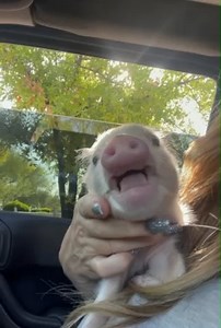 #minipigs #pigs #azmicrominipigs #americanairlines #Arizona #California #LAX #love #Bentley #oink #pets #fly ✈🐷🐽🐖🐗 | AZ Micro Mini Pigs