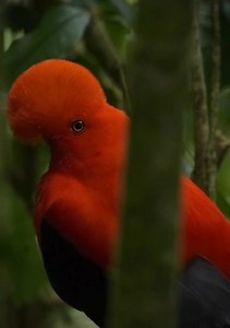 17 reactions · 3 comments | Do you recognize this bird with a striking crest? 列 Colombia invites you to discover the beauty of the Andean Cock-of-the-Rock as you explore breathtaking landscapes in a unique birdwatching destination. We await your visit! ✨ ✈️ Discover more: https://colombia.travel/en/encanto/your-essential-guide-bird-watching-and-bird-sites-in-colombia  pedroredman | Colombia.travel | Facebook