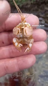 3.2K views · 222 reactions | #التنوع_البيولوجي Crabe de sable | المحافظة الوطنية للساحل - ولاية تيبازة | Facebook