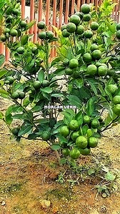 187K views · 3.2K reactions | STOP Planting Seeds! Grow Lemon Tree Roots #LemonTree #PlantPropagation #GardeningHacks #GrowAtHome #FruitTrees #BananaHack #GreenThumb | Morgan Venn | Facebook