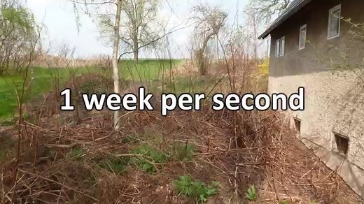 Flowered invasive plant in Michigan a real home-wrecker