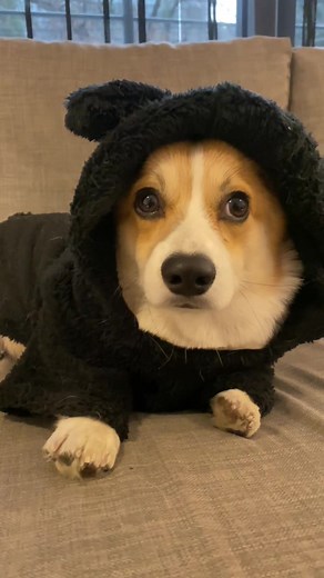 Adorable Corgi Moments: From Playful Puppies to Cute Fluffiness!