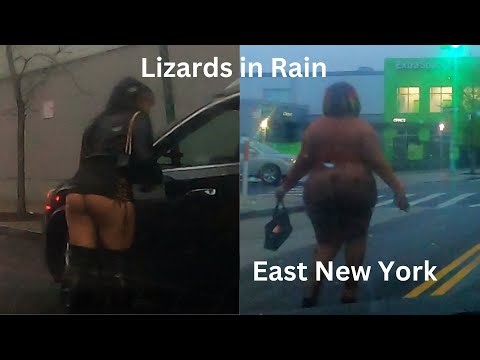 Lizards in Rain - East New York