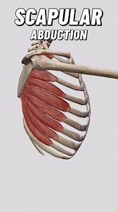 182 reactions | Scapular abduction, often referred to as scapular...