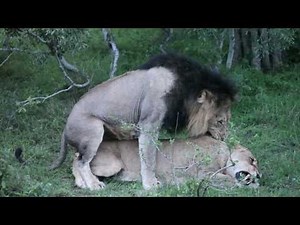 Hunting Cheetahs & Mating Lions at Londolozi