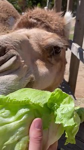 Lettuce take a snack break with Sabah the camel 📹: Keeper Alyssa | Oakland Zoo