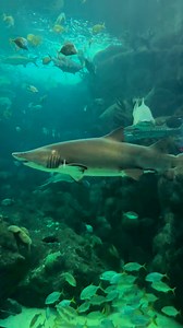 #floridaaquarium #tampaflorida @ The Florida Aquarium | Masuma Ifat Sharmin