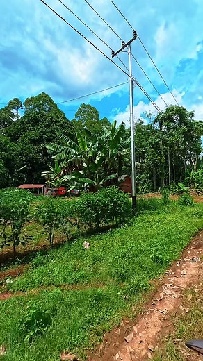 part 8, penampakan desa dambung raya, kecamatan bintang ara, kabupaten tabalong, kalimantan selatan, jalan ini juga menuju ke desa hegarmanah. | Amang Amir
