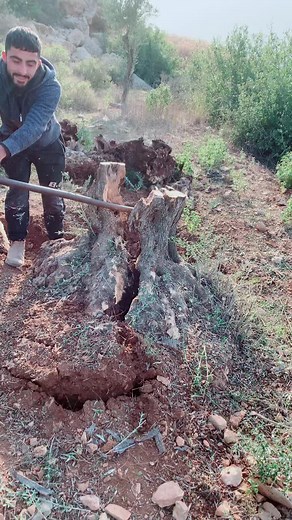 Tree Stump Removal Techniques in Natural Settings