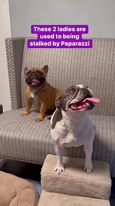 10K views · 412 reactions | Frenchie friends Penney and our very own Mary Ann from the Castaway Crew who is now known as Addie. #frenchiesofinstagram #frenchiegram #frenchieoverload #instafrenchie #frenchbulldogs #dogsoffacebook #doglove #pets #dogstagram #frenchielovers #petstagram #frenchiesoftheday #frenchiereels #frenchiesociety #frenchielife #cutestdogs #dogs | Frenchies Frappé | Facebook
