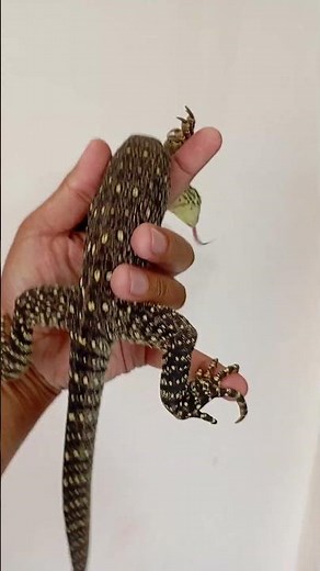 argus monitor #varanus panoptes