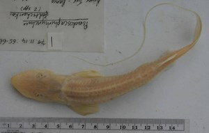 Tennessee Aquarium Science Programs Manager Dr. Bernie Kuhajda has been tapped by Global Wildlife Conservation to lead an expedition to Kazakhstan in search of the Syr Darya Shovelnose Sturgeon. This fish, the world's smallest sturgeon, has not been seen in more than 50 years, but recent reports from Kazakhstani anglers suggest there's reason to hope that this species — one of 25 singled out by GWC as part of its global Lost Species campaign — may still be swimming in some parts of its Central A