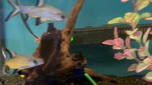 Geophagus Surinamensis, Silver Hujeta Gar, Bala Sharks, XLG Roseline Sharks, Blood Parrots and other oddities | Fishy Business