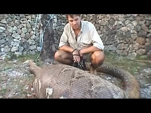 Python Dissection: Boar Eaten Whole! | Ultimate Killers | BBC Earth