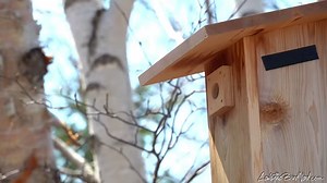 Can you guess who the chickadees are that have been visiting my Nest Box?🥰🐦🖤🤍 EDIT: I was so excited to upload this video that I totally forgot all about mentioning Birds Walking Down who provided the wonderful nest box :) Check him out! | LesleytheBirdNerd