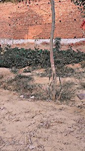 Zindagi Ek Safar Hai Suhana… | Sindu Dada