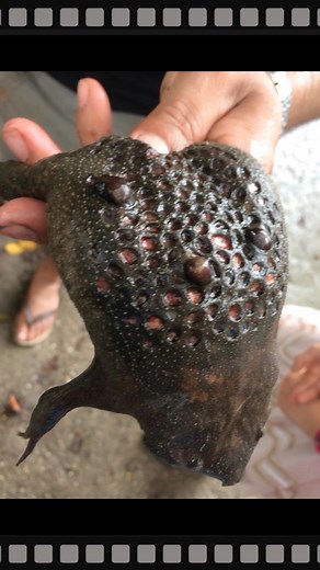 Amazing Video of Pipa Toad Giving Birth | Wildlife Facts