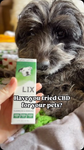 @lixpetwellness has done wonders for Wookie. Besides pure lust for life, I’m convinced Lix is the only thing keeping him here. It’s not easy watching him decline, but I’m so happy to have a natural product that can keep him feeling better. This transition has been hard on our family, including our younger dog, Chan. He started to become more anxious and aggressive until we started him on Lix as well. He’s now more like himself and dare I say this in a public form - BETTER 😹 Lix isn’t just for d