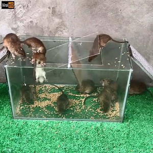 Making mousetraps is easy Mouse Trap | Mouse Trap | Top 10 Mouse Trap | Resurgenz Institute