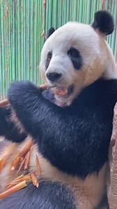 Cute alert! The giant #panda is eating bamboo shoots. (Video via Beijing Zoo) | China News 中国新闻网