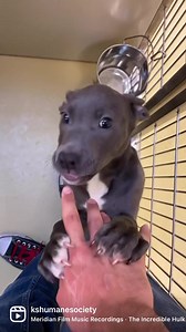 Kansas Humane Society on Reels | Facebook