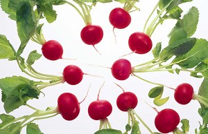 How to Prevent Bugs in Radishes
