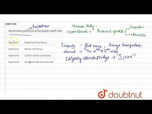 Acromion process articulates with the�