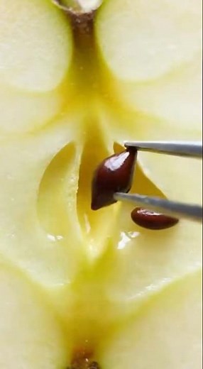 Growing Apple Tree From Seed - 150 Days Time Lapse #timelapse #garden #apple #gardening