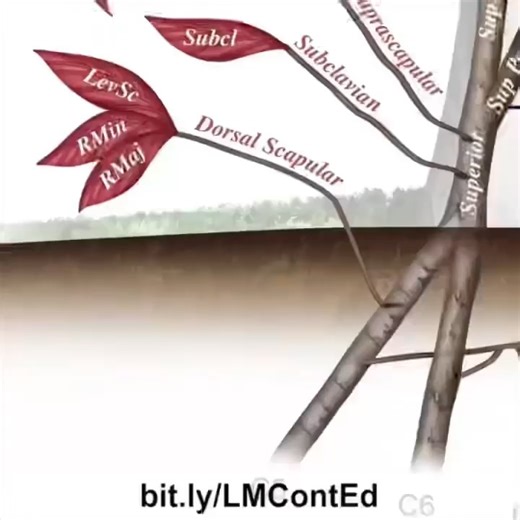 PhysioOsteoBook on Reels | Facebook