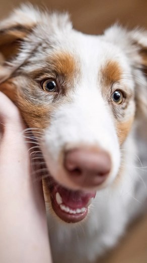 Get in on the fun with our guest judge and prime creator @izalyson for this pet friendly Quest that will award $50US to 5 lucky winners! Capture every day moments with your pets and you could win. Submit to ‘Purr’-fect Lifestyle at the link in bio | 500px