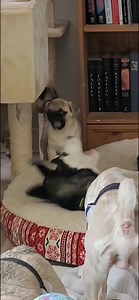 Two peas in a pod! These two play hard all day long! #pug #pugs #pugpartyplusone #husky | Pug Party Plus One