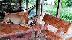 431K views · 7.7K reactions | Soo always make mistake when playing with his friend dog | Monkey Soo | Facebook