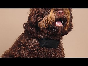 Cuss collar