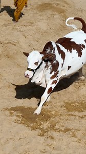 Agya bhai Agyaa Dil agayyyaa apna phir se.. My Crush 2026 ❤️‍🔥 #Rao | Cattle Craze.ρK