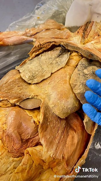 Exploring the Anatomy of the Human Heart