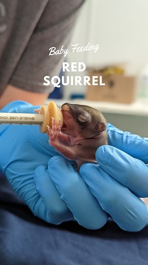 One of three baby red squirrels in our care! The three squirrels were dropped off at a vet clinic and were found to be dehydrated and lethargic. Their eyes and ears are still closed and they are still without fur. At this stage we monitor their dehydration very closely, being so small and “naked” they can easily become dehydrated. The three squirrels are fed every two to three hours! Did you know that at this age baby red squirrels (and many other baby mammals) cannot urinate or defecate on thei