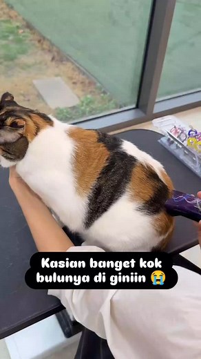 1.6K views · 6.5K reactions | Jadi aneh keliatannya #pecintakucing | Putu Bali | Facebook