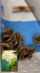 1.4K views · 161 reactions | These chirping California Quails are no larger than your thumb, but they are fast and will grow on the go. Quail chicks go from newborns to wobbly toddlers in a matter of hours. Once they hatch, quail chicks are mobile and ready to follow Mom and Dad to find food. They will have enough feathers in another ten days to fly short distances. | Gold Country Wildlife Rescue | Facebook