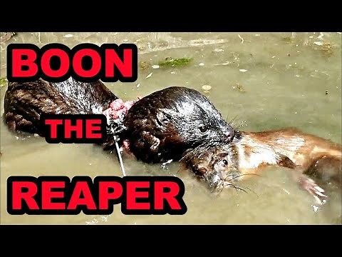 Boon + Duck + Muskrat=???