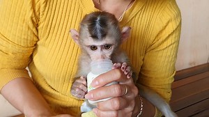 Obedient Lion Like To Drink Milk Like This, Baby Lion Drink So Much Milk | Monkey Kid