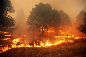 How to Survive a Wildfire: 10 Tips That Could Save Your Life