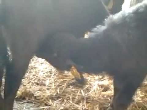 shocking video GAY animals