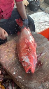 10K views · 69 reactions | Red snapper fish  | Kasimedu Meenavan | Facebook