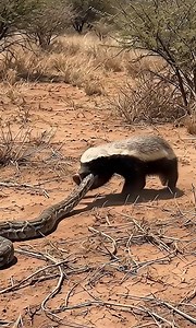 321K views · 3.7K reactions | Viral Videos Online on Reels | Facebook