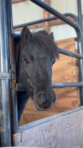 3.6K views · 174 reactions | Animal Message of the Day From Harriett:...