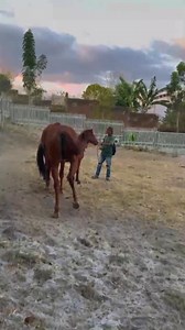 Power Eclipse Montana Stable. #kuda #horse #fyp | Pacuan Sandalwood Ntb