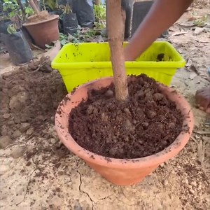 Mango Tree nursery Idea | Agriculture