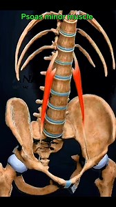 162K views · 1.7K reactions | Psoas minor #muscle #anatomy 例️‍♀️ | Dr. Ishtiaque Arafat | Facebook