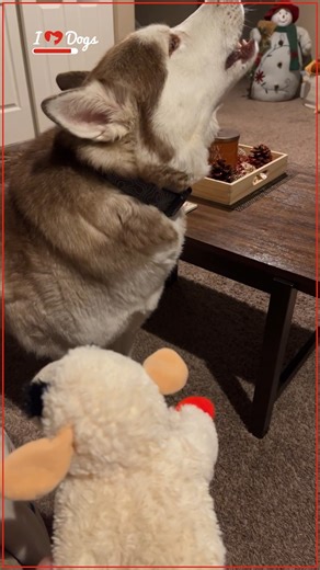 10K views · 281 reactions | Husky is Talking to His Squeaky Toy! | iHeartDogs | Facebook