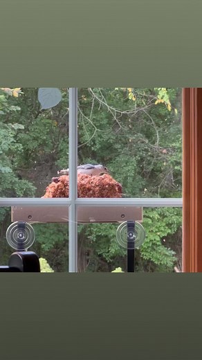 28 reactions | Love a fun window feeder visit. This White-breasted nuthatch stopped in for some Hot Pepper No-mess cylinder. Happy Birding ❤️#wbupalospark #birds #window #feeder #birding #birdreels #nuthatch #birdlovers | Wild Birds Unlimited | Facebook